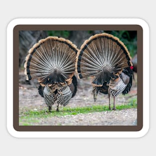 My Fanned Tail Feathers Are Bigger Than Yours Sticker